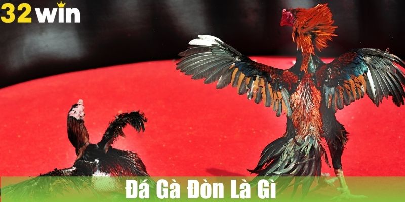 Đá Gà Đòn Là Gì Và Tại Sao Lại Hấp Dẫn Người Chơi
