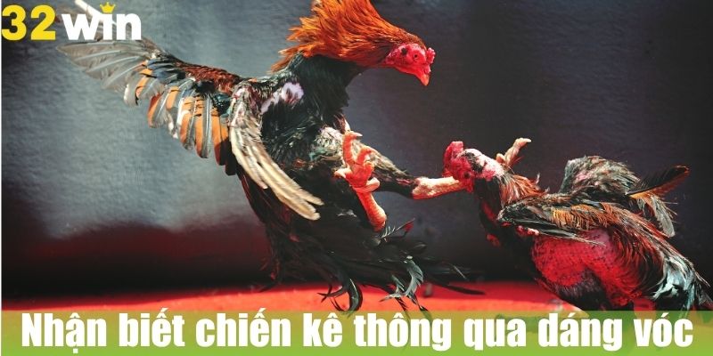 Nhận biết chiến kê thông qua dáng vóc