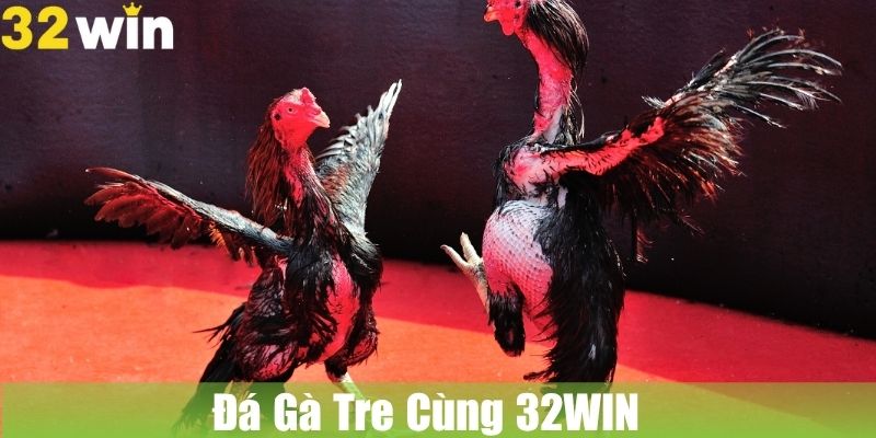 Đá Gà Tre Cùng 32WIN: Tham Gia Sân Đấu Gà Truyền Thống
