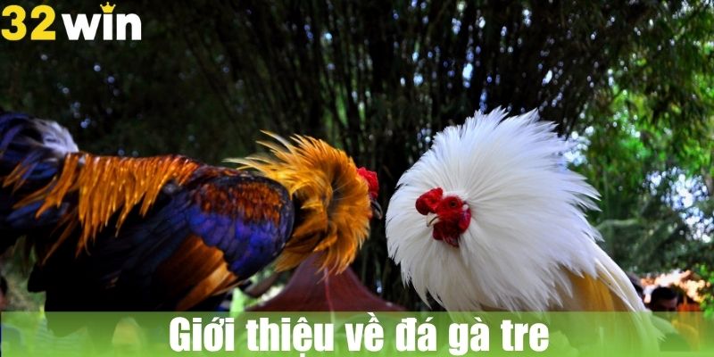 Giới thiệu về đá gà tre