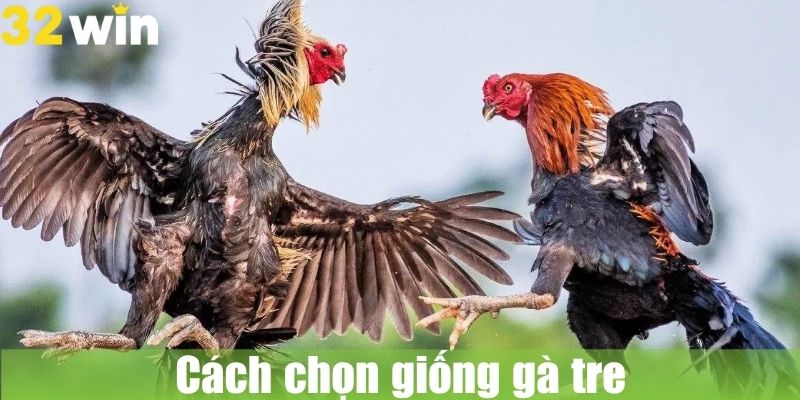 Cách chọn giống gà tre và chuẩn bị huấn luyện