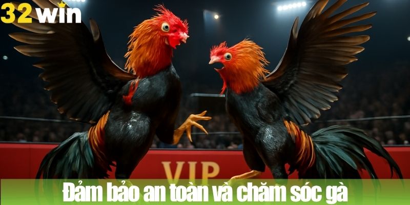 Đảm bảo an toàn và chăm sóc gà